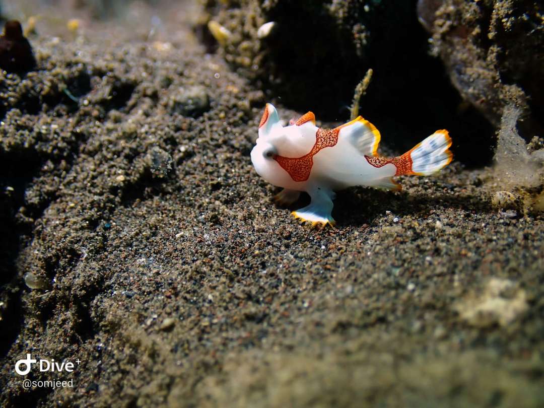 Dive+ Post Selection