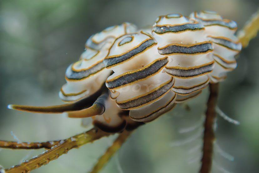 Dive+ Post Selection