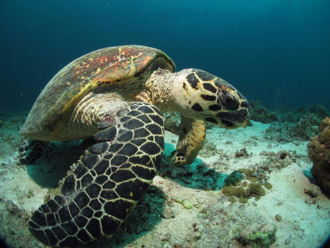 Dive+ Dive Center Selection