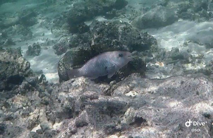 Dive+ Post Selection