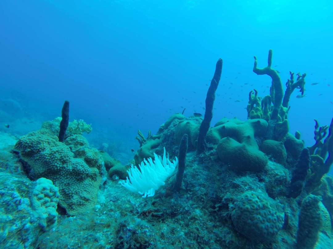 Dive+领路人的帖子