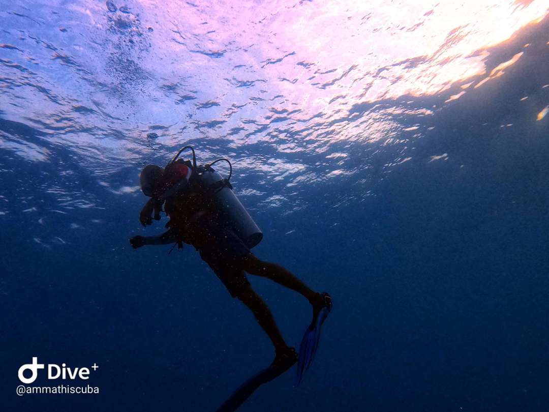 Dive+领路人的帖子