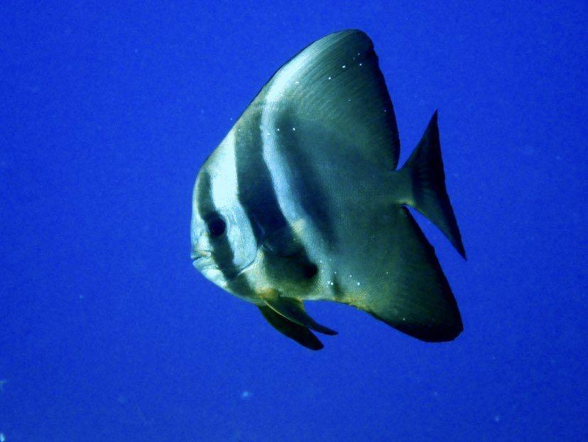 Dive+ Post Selection