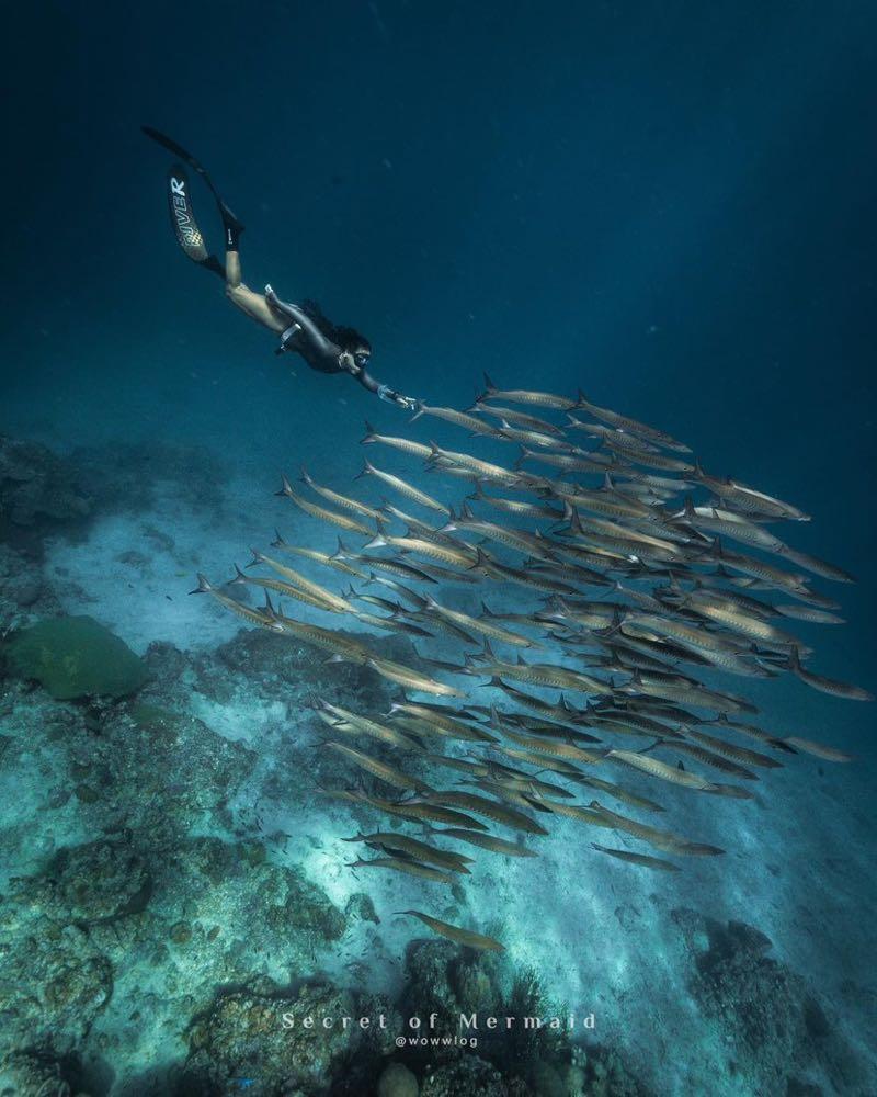 Dive+領路人的帖子