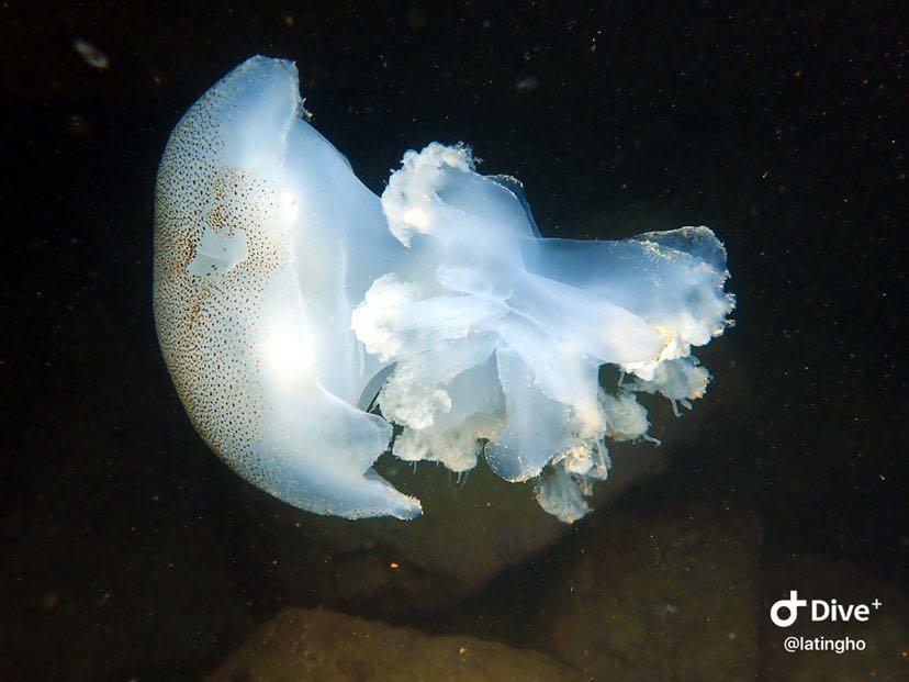 Dive+領路人的帖子