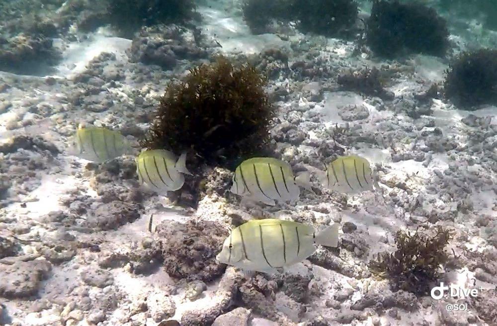 Dive+ Post Selection