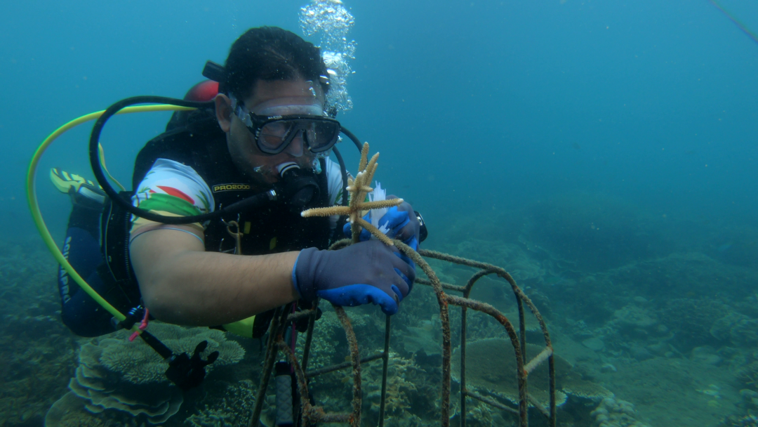 Dive+ Guide Selection