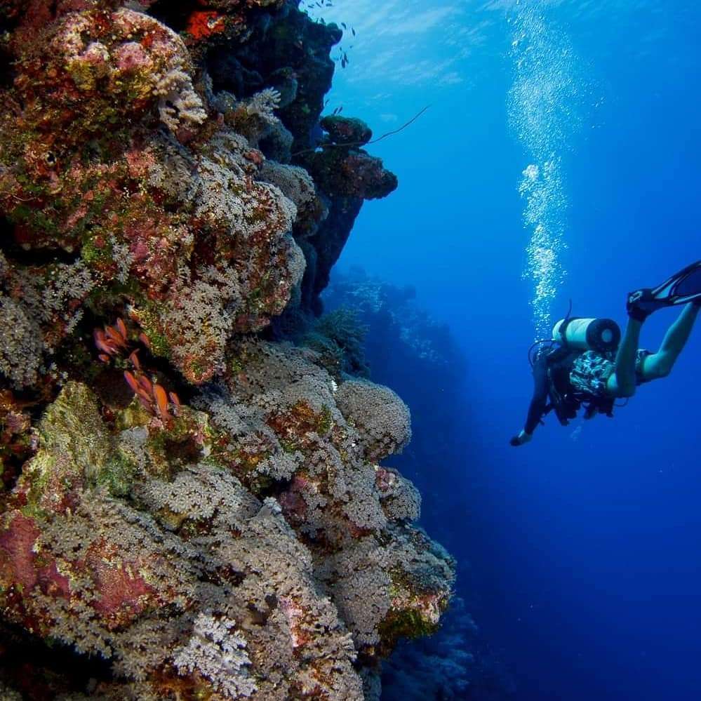 Dive+领路人的帖子