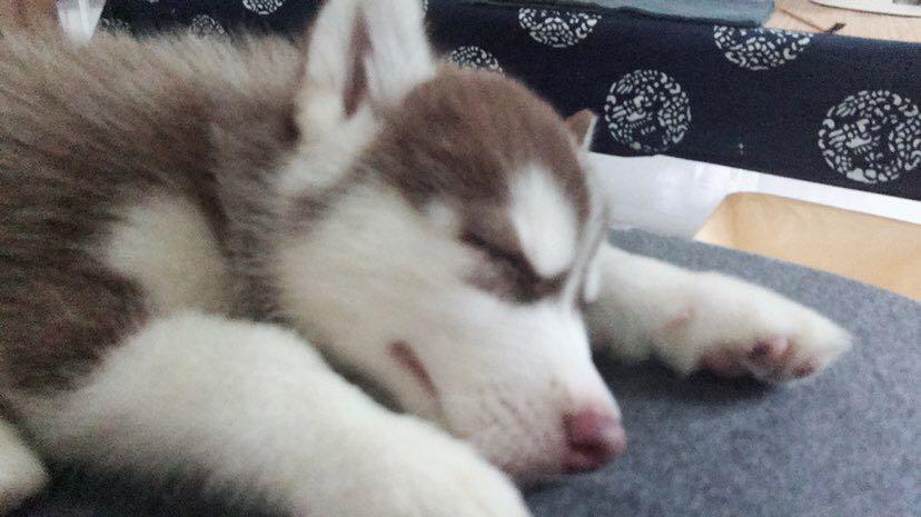 Dive+ Post Selection