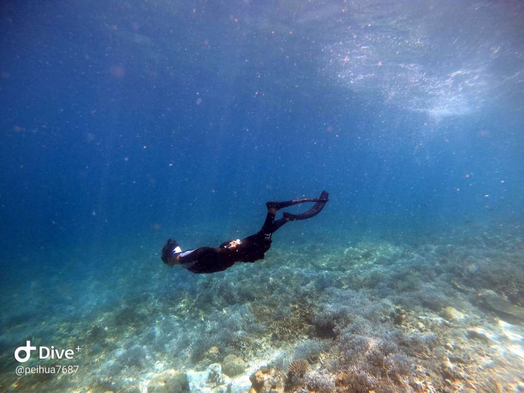 Dive+领路人的帖子
