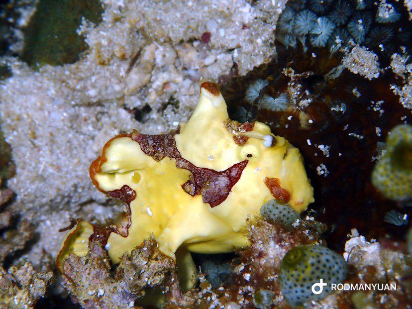 Dive+ Post Selection