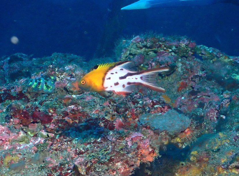 Dive+ Post Selection