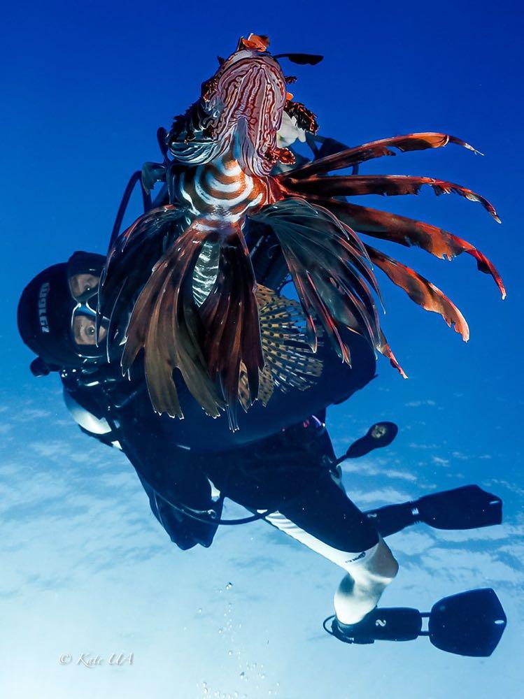 Dive+领路人的帖子