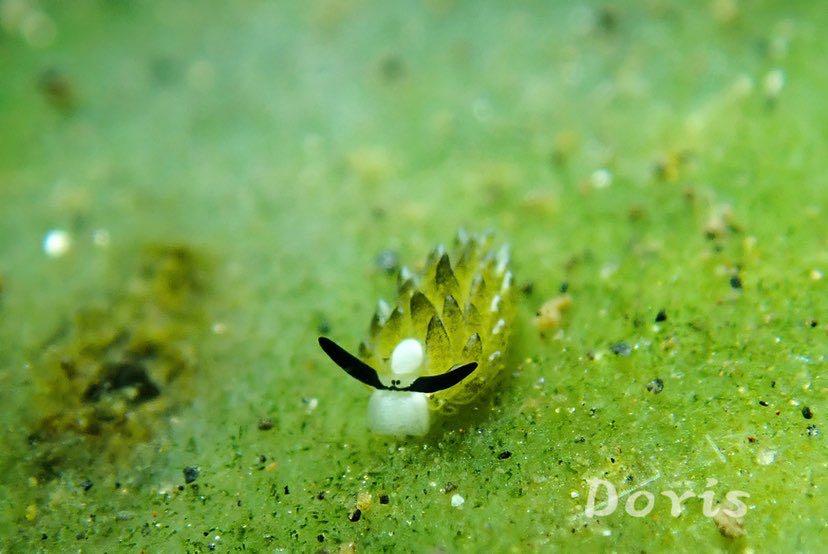 Dive+ Post Selection