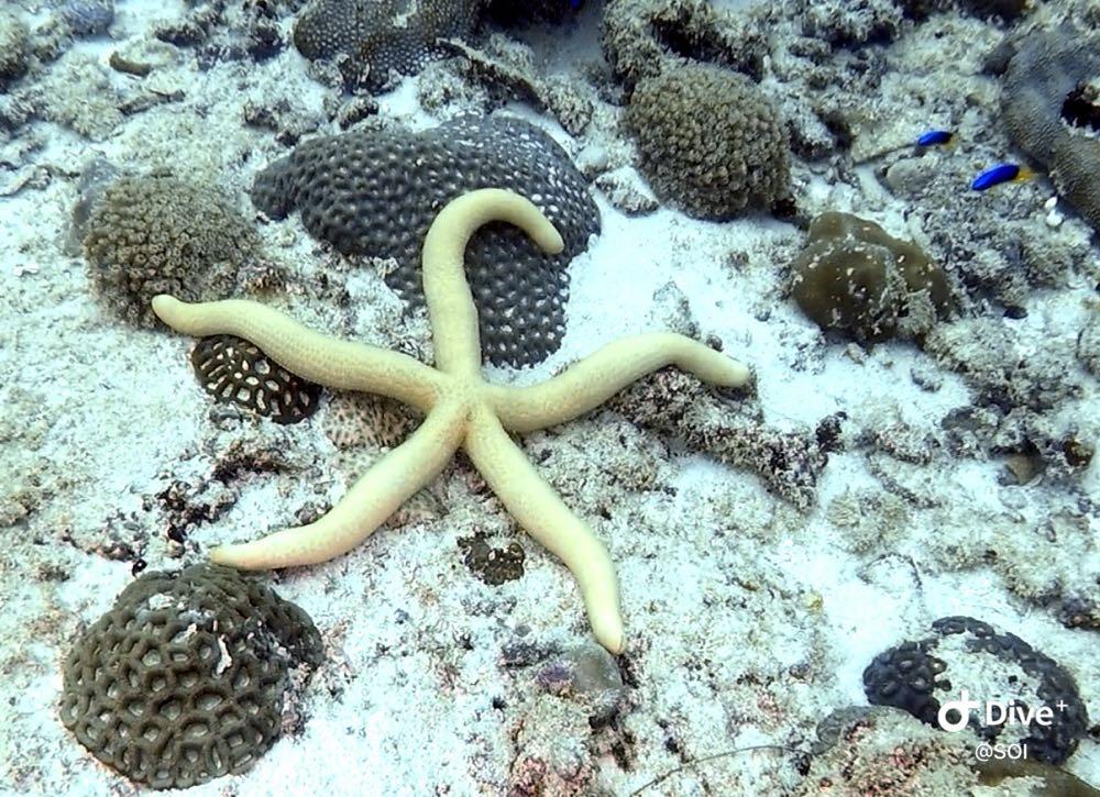 Dive+ Post Selection