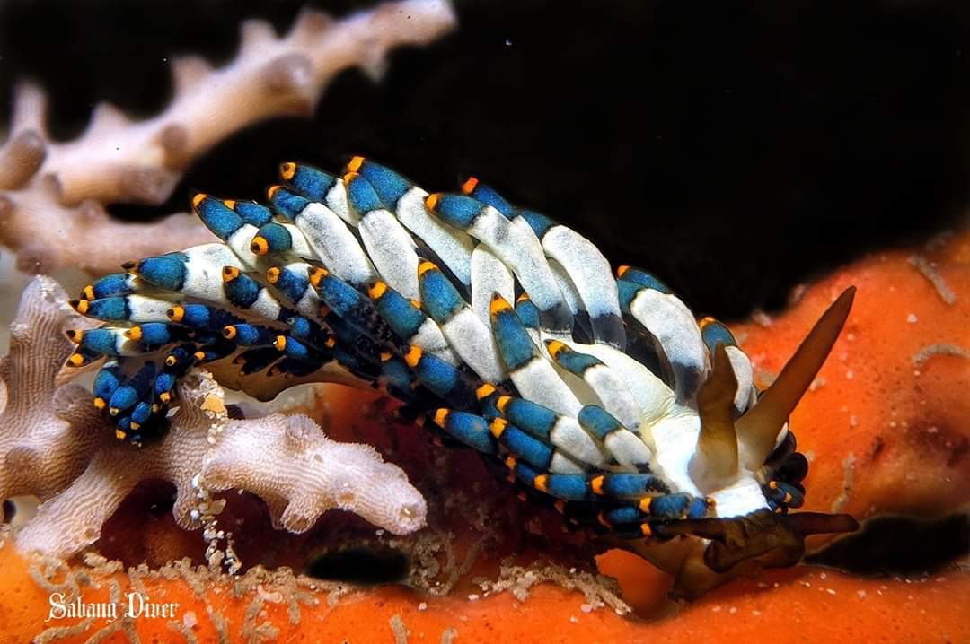 Dive+領(lǐng)路人的帖子