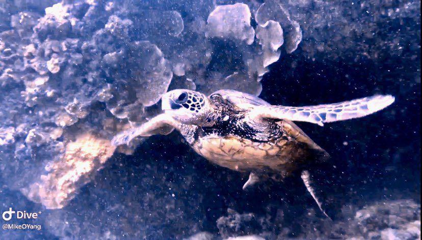 Dive+ Post Selection