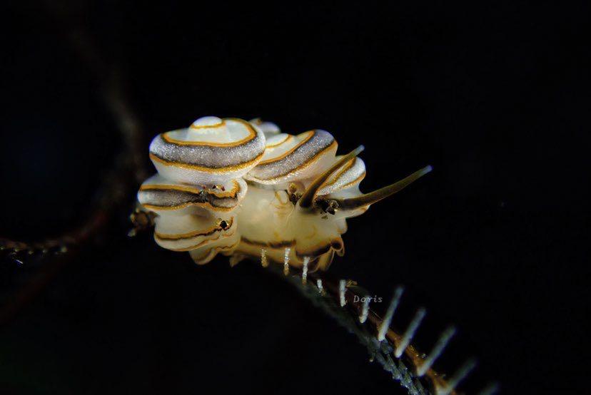 Dive+ Post Selection