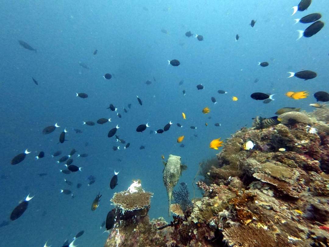 Dive+领路人的帖子