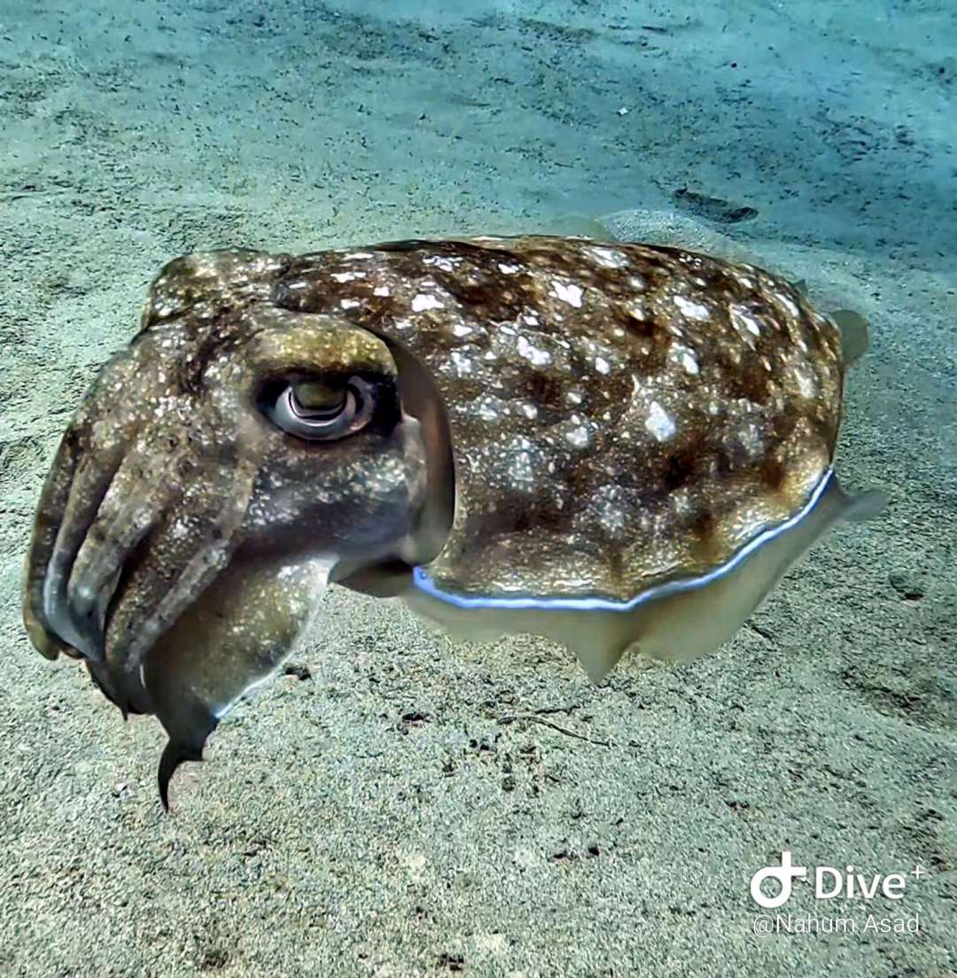 Dive+领路人的帖子