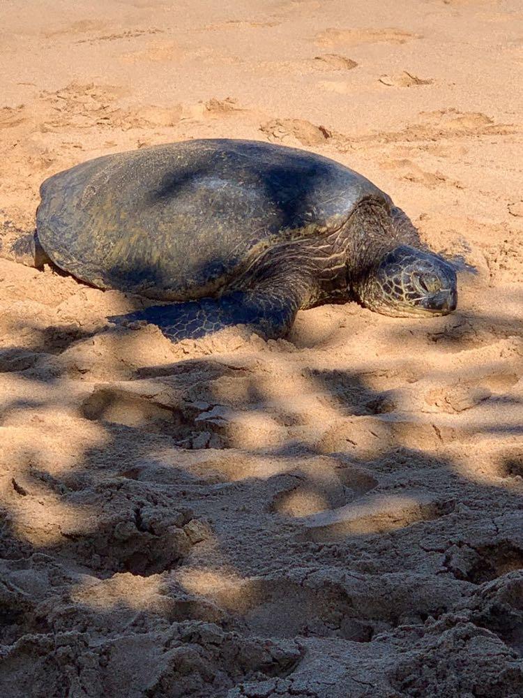 Dive+ Post Selection