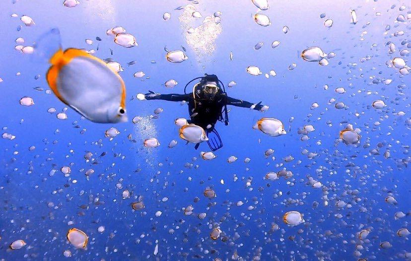 Dive+领路人的帖子