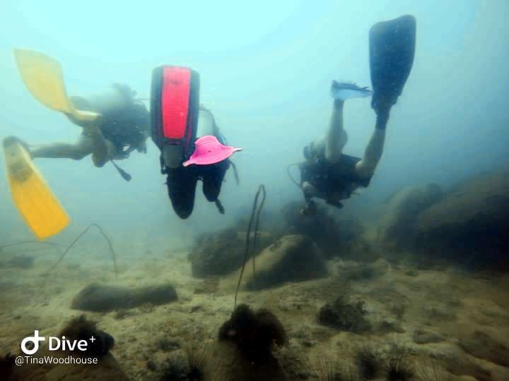 Dive+领路人的帖子
