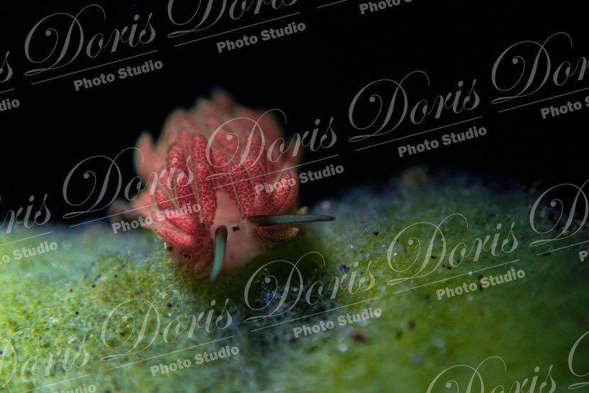 Dive+ Post Selection