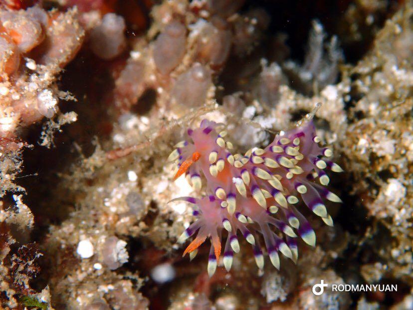 Dive+ Post Selection