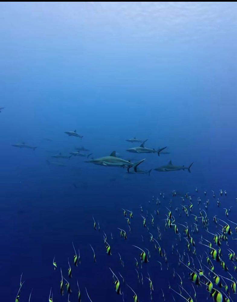Dive+领路人的帖子