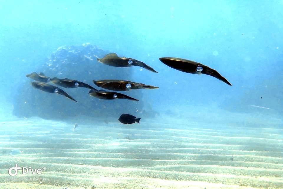 Dive+领路人的帖子