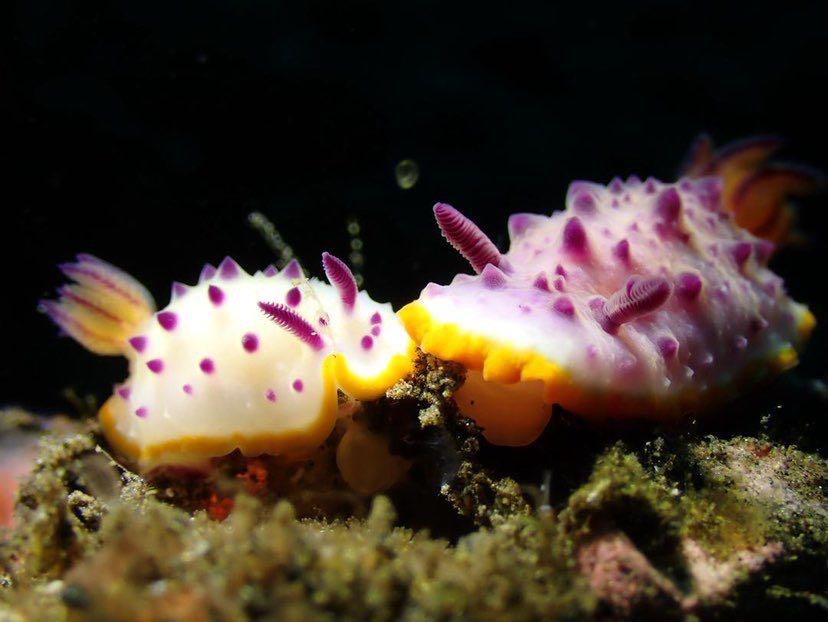 Dive+ Post Selection