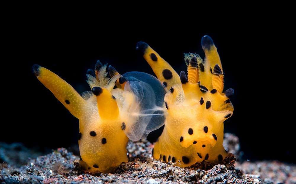 Dive+領路人的帖子