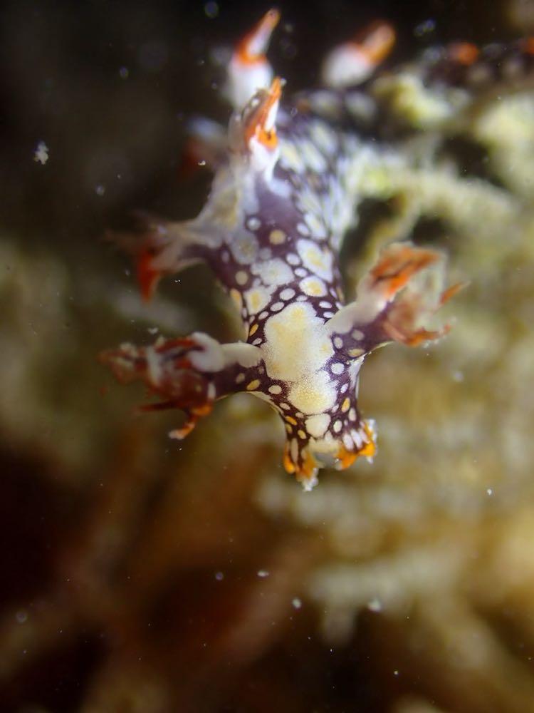 Dive+ Post Selection