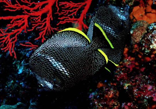 Dive+社區(qū)熱門帖子