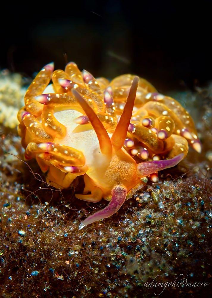 Dive+領路人的帖子