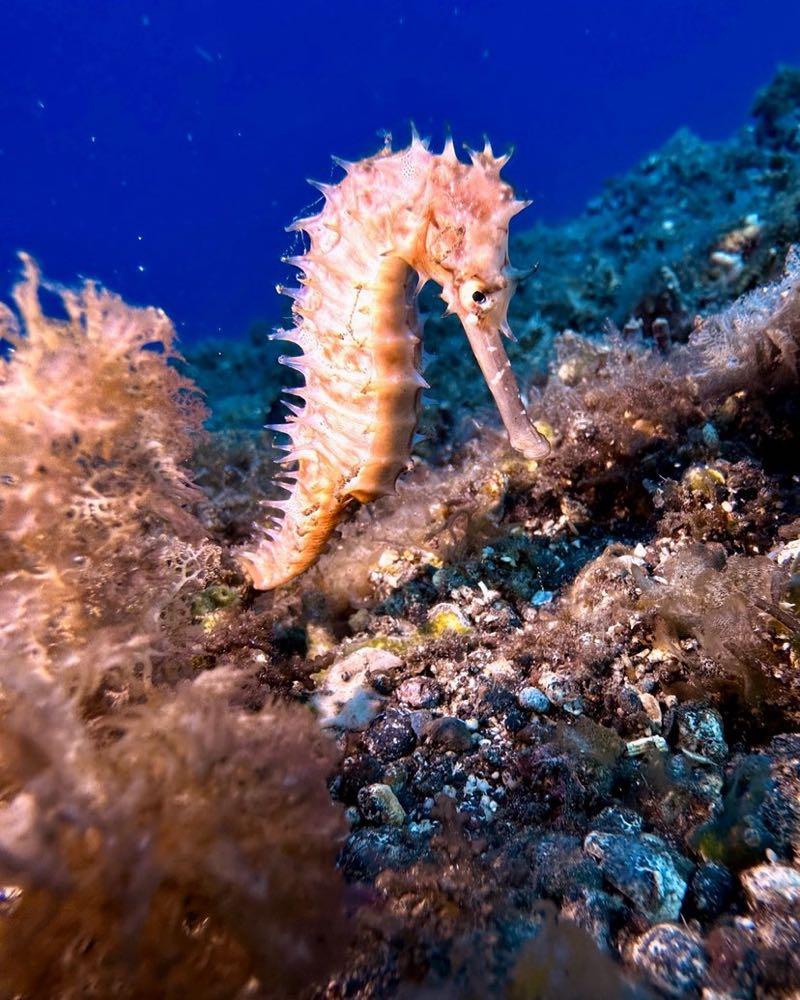 Dive+領路人的帖子