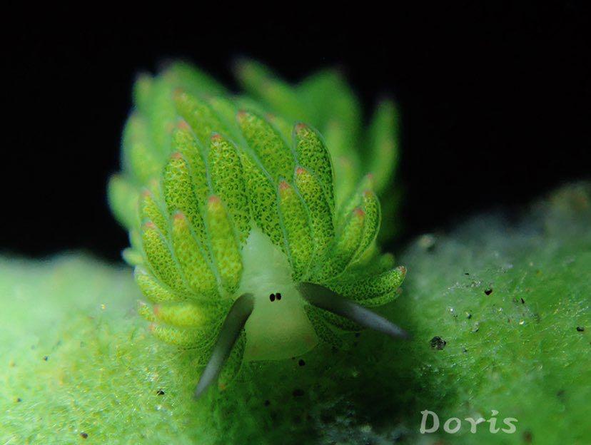 Dive+ Post Selection