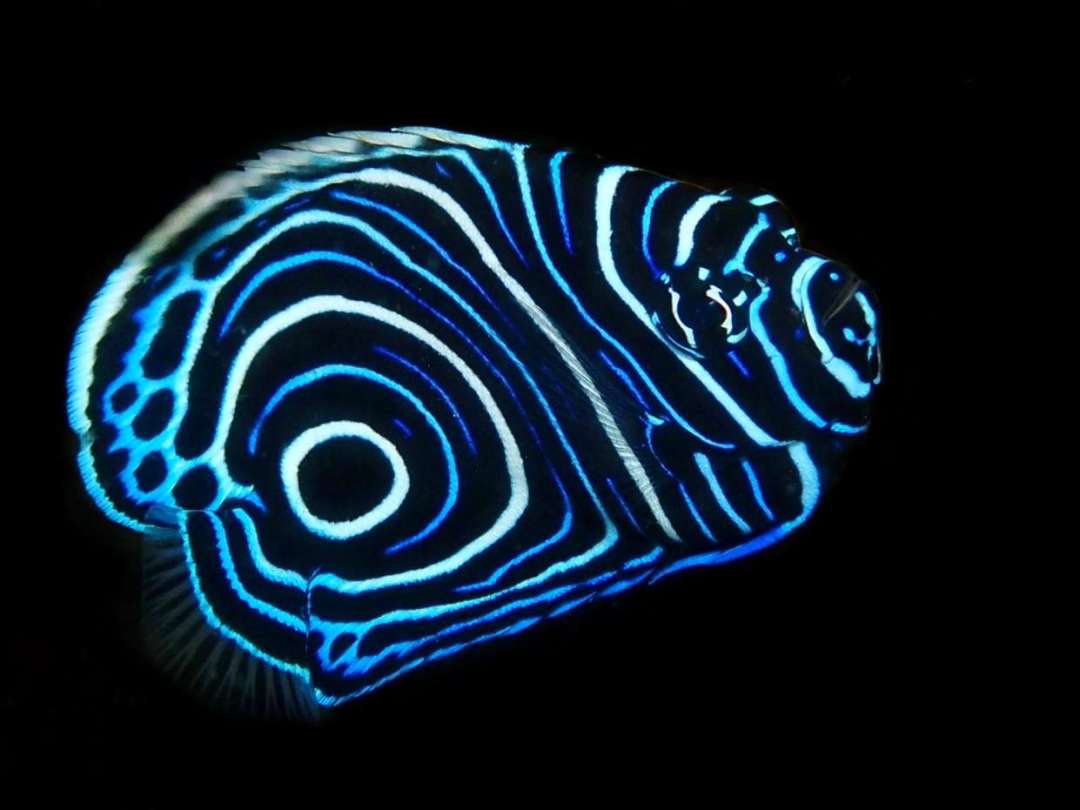 Dive+領(lǐng)路人的帖子