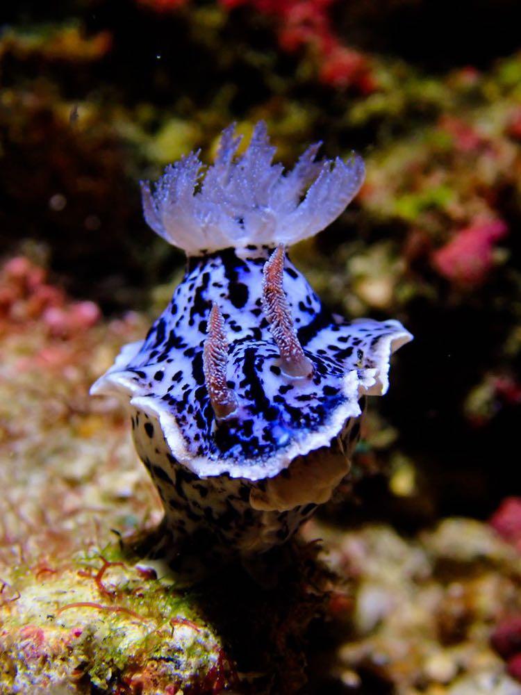 Dive+領(lǐng)路人的帖子