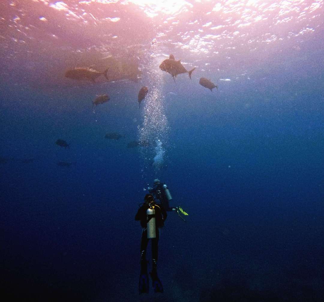 Dive+领路人的帖子