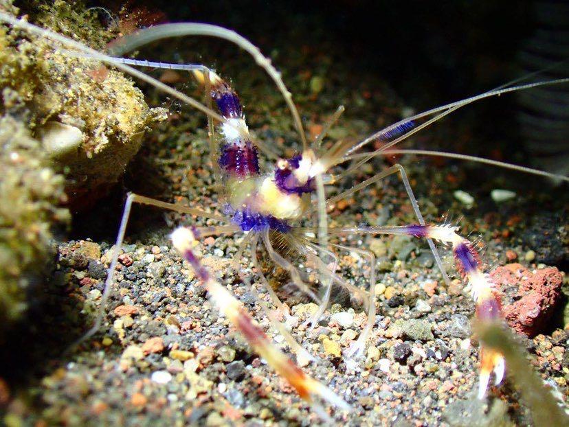 Dive+ Post Selection