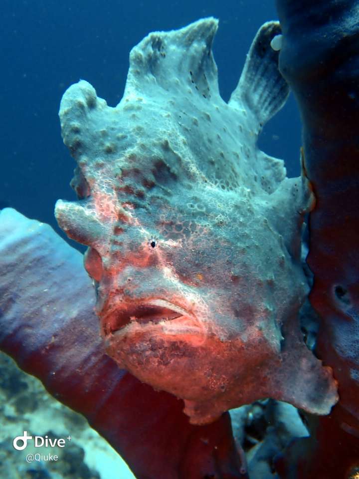 Dive+領路人的帖子