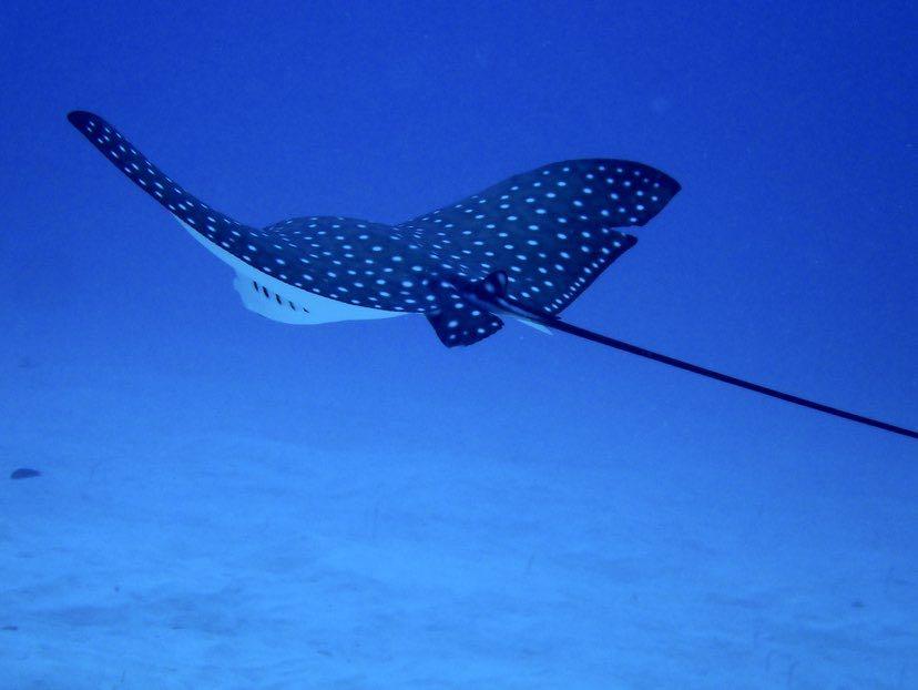 Dive+ Post Selection