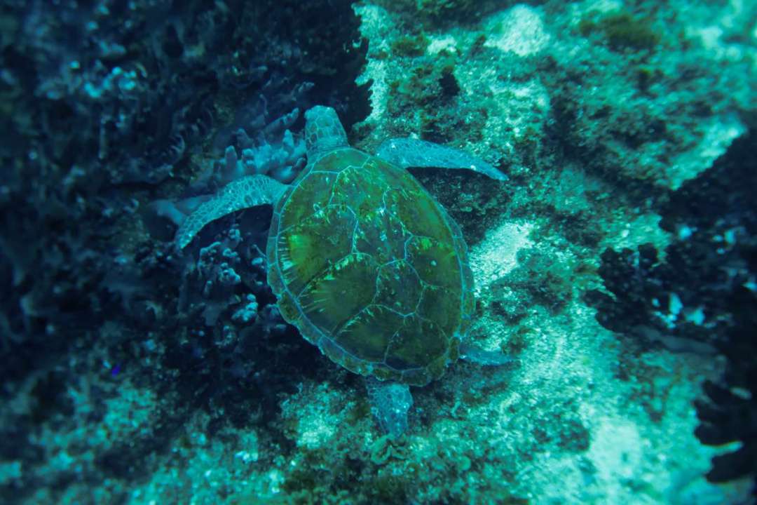Dive+ Log Selection