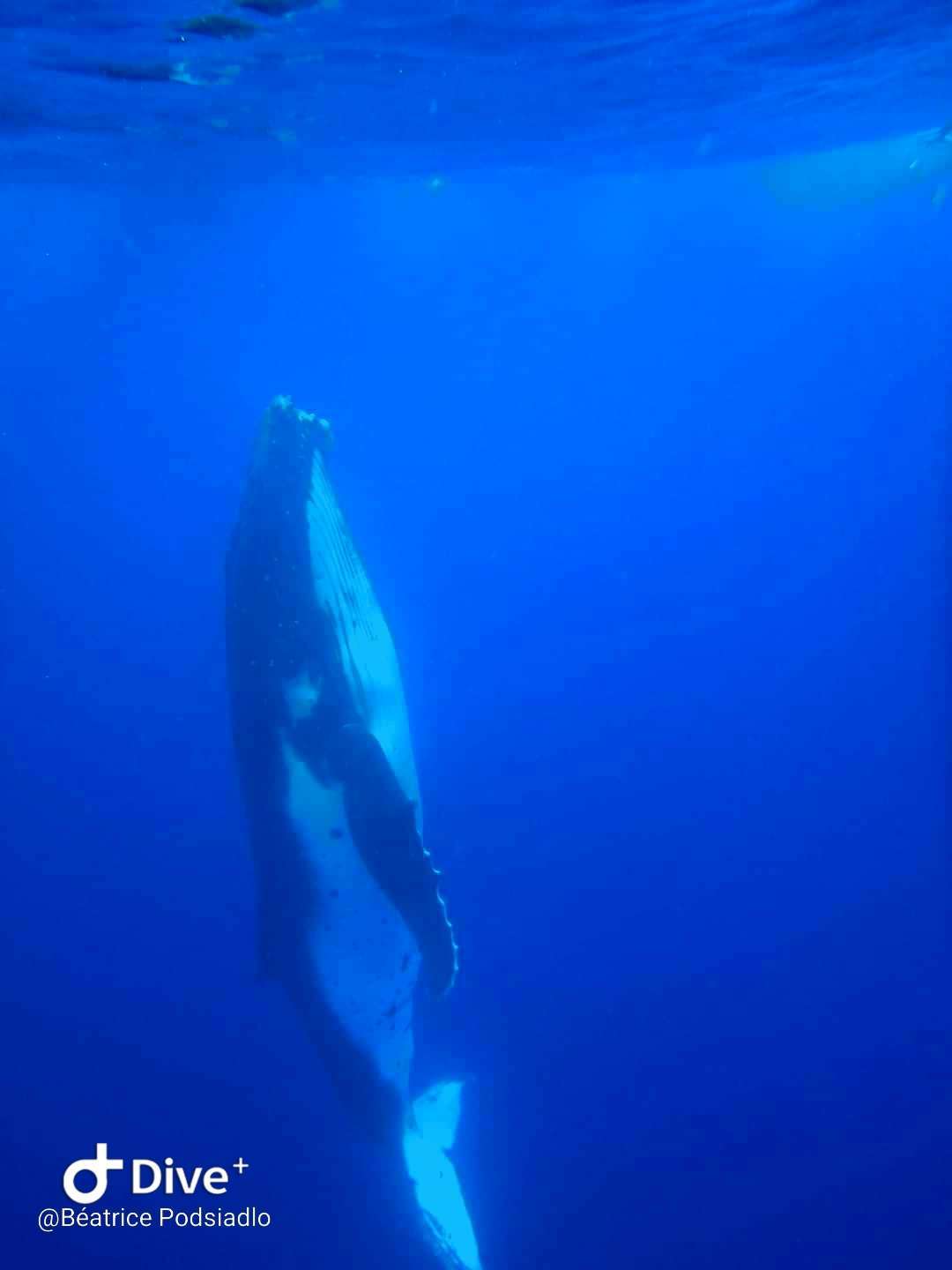 Dive+领路人的帖子