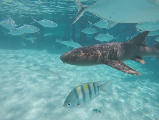 Dive+社區(qū)熱門(mén)作者