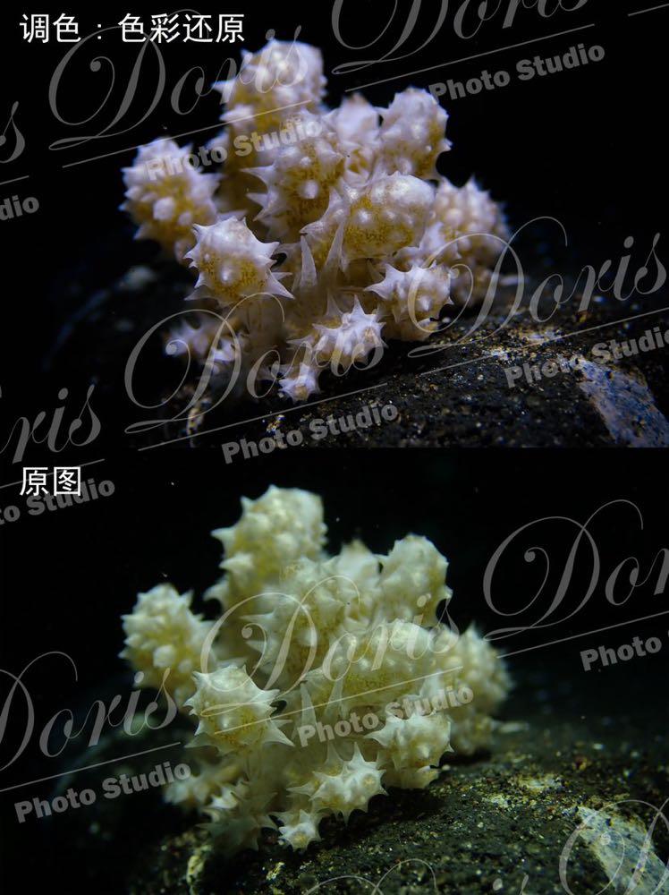 Dive+ Post Selection