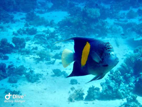 Dive+社區(qū)熱門帖子