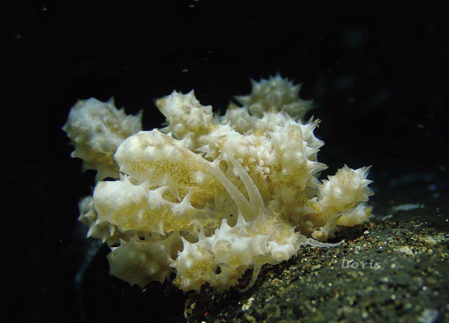 Dive+ Post Selection